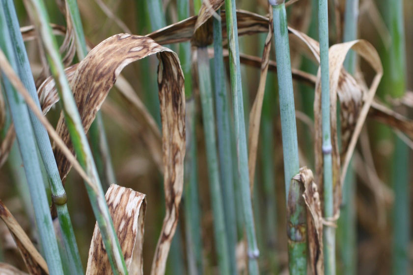 Scald - Barley